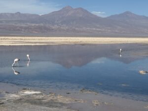 Laguna Chaxa