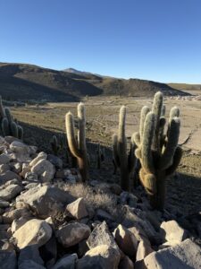 Valle dei Cactus