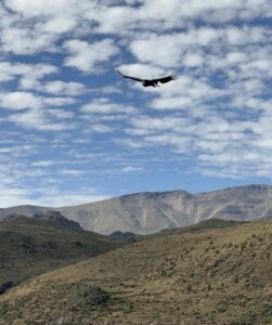 Condor
