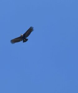 Condor