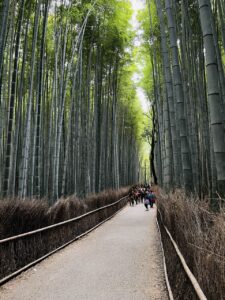 Arashiyama Bamboo Forest
