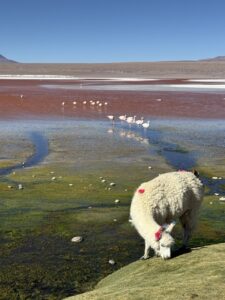 Laguna Colorada
