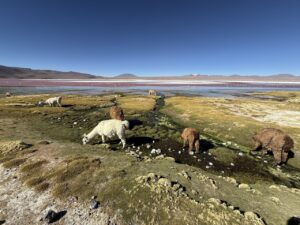 Laguna colorada