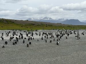 Pinguini Reali