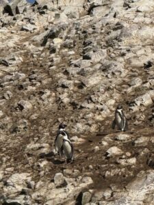 Pinguini